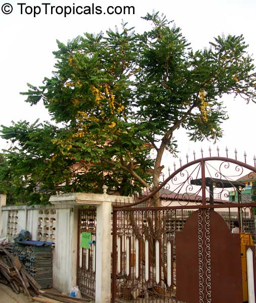 Phyllanthus acidus - Amlak, Otaheite Gooseberry, mature tree
