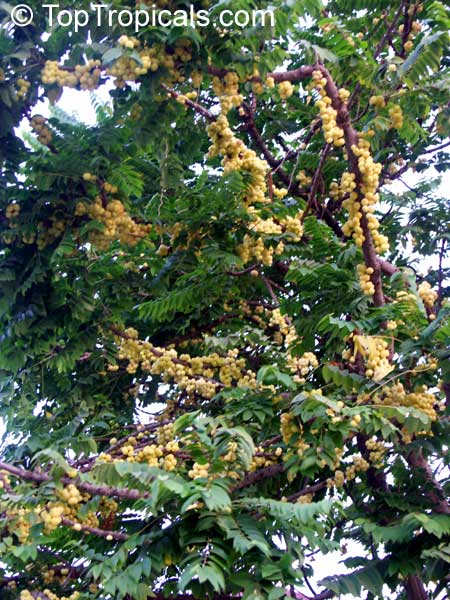 Phyllanthus acidus, Phyllanthus distichus, Otaheite Gooseberry, Amlak, Grosella, Gooseberry tree
