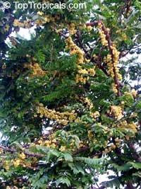 Phyllanthus acidus, Phyllanthus distichus, Otaheite Gooseberry, Amlak, Grosella, Gooseberry tree

Click to see full-size image