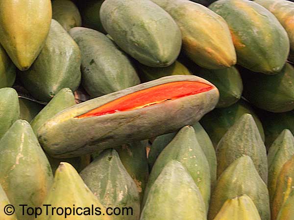 Papaya Maradol, Carica papaya
