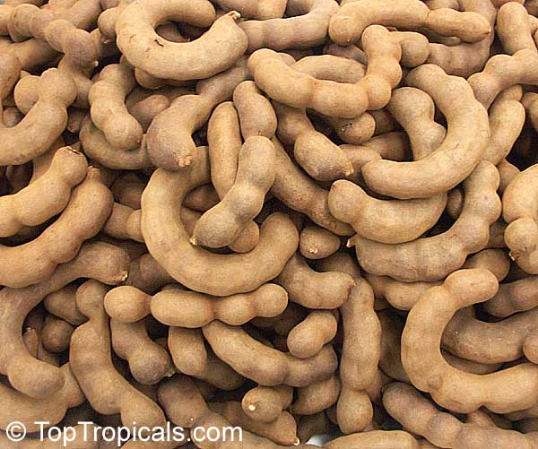 Tamarind fruit 