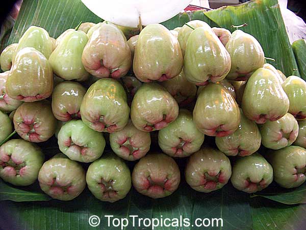Syzygium malaccense, Eugenia malaccensis, Jambos malaccensis, Malay Apple, Macopa, Otaheite Apple, Pomarosa, Manzana. var. Blanca with white fruit