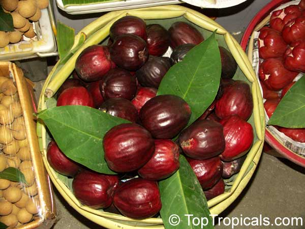 Syzygium malaccensis - Malay Apple var. Pumarosa