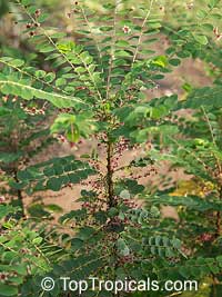 Phyllanthus pulcher, Phyllanthus pulcher

Click to see full-size image