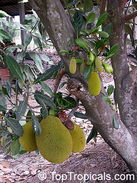 Jackfruit tree Cantaloupe, Grafted (Artocarpus heterophyllus)