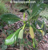 Artocarpus heterophyllus, Artocarpus integrifolius, Jackfruit, Jakfruit, Langka, Nangka, Jaca

Click to see full-size image