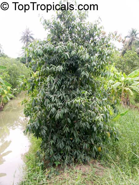 Bouea burmanica, Bouea macrophylla, Marian plum, Maprang, Ma-praang, Gandaria