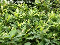 Syzygium aromaticum, Caryophyllus aromaticus, Eugenia caryophyllata, Eugenia caryophyllus, Clove, Cloves

Click to see full-size image