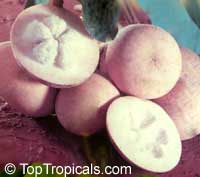 Sandoricum koetjape, Sandoricum indicum, Santol, Kechapi, Lolly Fruit

Click to see full-size image