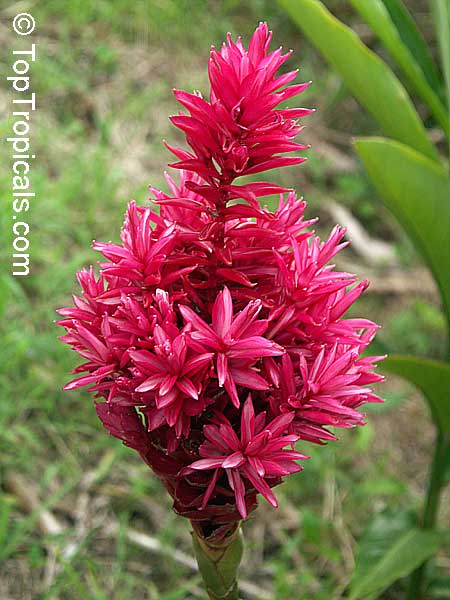 Alpinia purpurata, Red Ginger Lily, Ostrich Plume, Red Cone Ginger