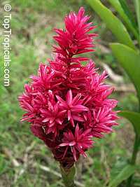 Alpinia purpurata, Red Ginger Lily, Ostrich Plume, Red Cone Ginger

Click to see full-size image