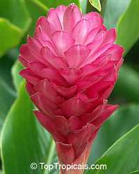 Alpinia x purpurata - Hot Pink Cone Ginger

Click to see full-size image