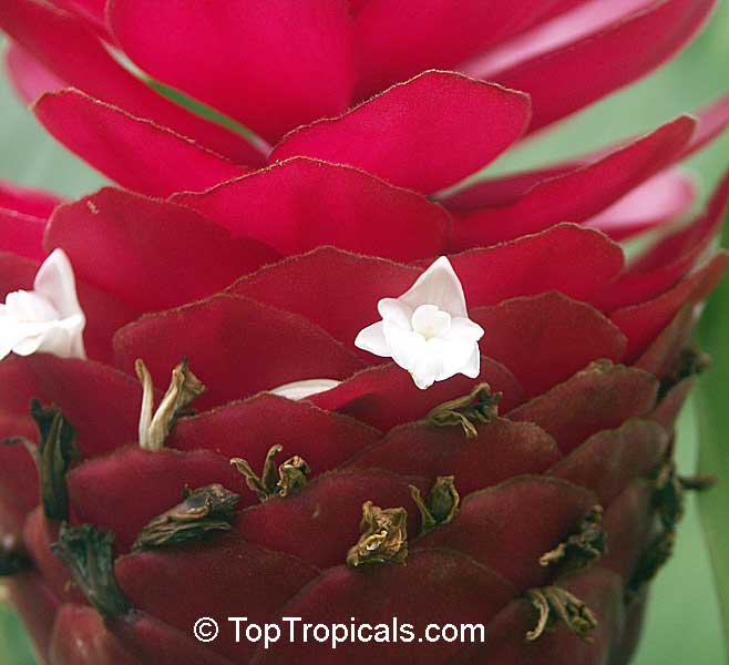 Alpinia purpurata, Red Ginger Lily, Ostrich Plume, Red Cone Ginger