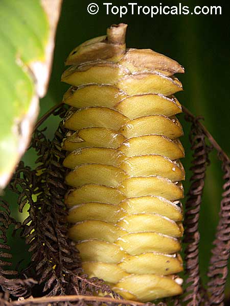 Calathea crotalifera, Rattlesnake Plant, Rattle Shaker, Rattlesnake Ginger, Yellow Rattleshaker