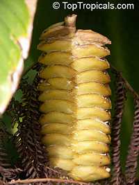 Calathea crotalifera, Rattlesnake Plant, Rattle Shaker, Rattlesnake Ginger, Yellow Rattleshaker

Click to see full-size image