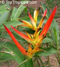 Heliconia psittacorum, Bihai psittacorum, Parrot's heliconia, Heliconia, Parakeet Flower

Click to see full-size image