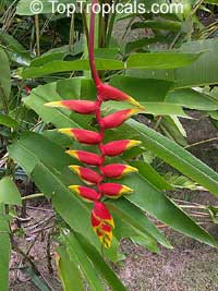 Heliconia rostrata, Bihai rostrata, Lobster Claw, Parrot's beak

Click to see full-size image