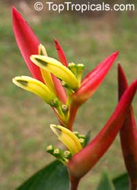 Heliconia sp., Heliconia, Lobster Claw

Click to see full-size image
