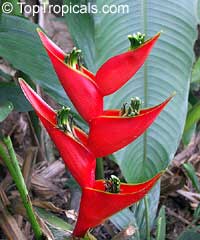 Heliconia stricta, Dwarf Jamaica Heliconia, Firebird

Click to see full-size image