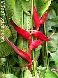 Heliconia farinosa (Геликония фариноса) - растение