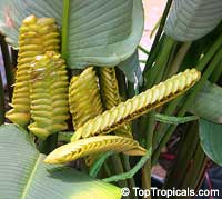 Calathea crotalifera Paddle - seeds

Click to see full-size image