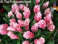 Alpinia purpurata - Pink Cone Ginger

Click to see full-size image