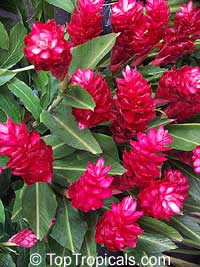 Alpinia purpurata, Red Ginger Lily, Ostrich Plume, Red Cone Ginger

Click to see full-size image