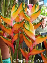 Heliconia caribaea, Lobster Claw, Parrot Beak

Click to see full-size image