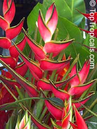 Heliconia orthotricha, Heliconia, Lobster claw

Click to see full-size image