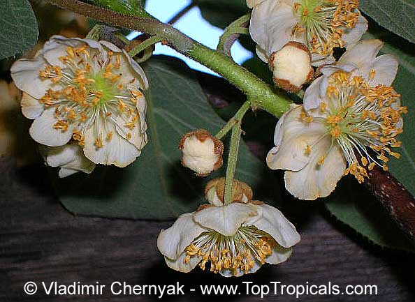 Actinidia deliciosa, Kiwi Fruit, Chinese Gooseberry. Male flower