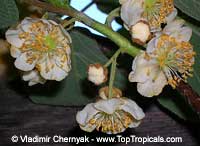 Actinidia deliciosa, Chinese Gooseberry, Kiwi Fruit

Click to see full-size image