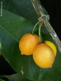 Rheedia edulis, Garcinia intermedia, Calophyllum edule, Monkey Fruit, Sastra, Cherry Mangosteen, Lemon Drop Mangosteen

Click to see full-size image
