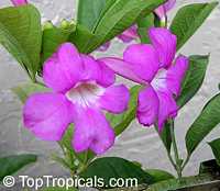 Saritaea magnifica, Glowvine, purple bignonia, saritaea

Click to see full-size image