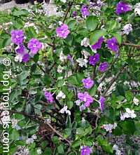 Brunfelsia australis, Brunfelsia bonodora, Brunfelsia latifolia, Yesterday-Today-and-Tomorrow