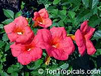 Campsis grandiflora, Bignonia grandiflora, Campsis chinensis, Chinese Trumpet Creeper

Click to see full-size image