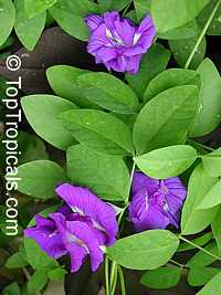Clitoria ternatea blue double - seeds

Click to see full-size image