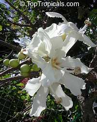 Ceiba insignis, Chorisia insignis, White Floss Silk Tree, Drunken Tree

Click to see full-size image