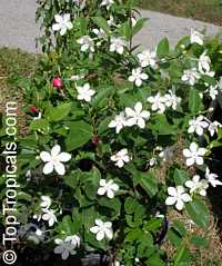 Wrightia antidysenterica, Snowflake, Milky way, Winter Cherry Tree, Arctic Snow, Pudpitchaya, Sweet Indrajao, Hyamaraca

Click to see full-size image