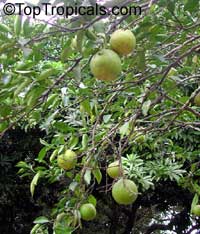 Citrus paradisi, Grapefruit