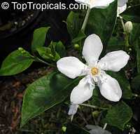 Wrightia antidysenterica, Snowflake, Milky way, Winter Cherry Tree, Arctic Snow, Pudpitchaya, Sweet Indrajao, Hyamaraca

Click to see full-size image