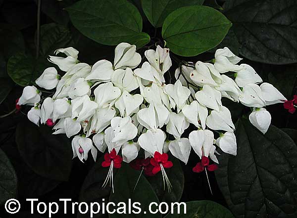 Clerodendrum thomsoniae - Bleeding Heart - Leo Zodiac plant