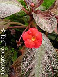 Episcia cupreata, Flame Violet

Click to see full-size image