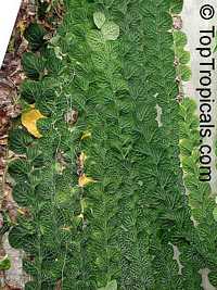 Rhaphidophora cryptantha, Shingle Plant

Click to see full-size image