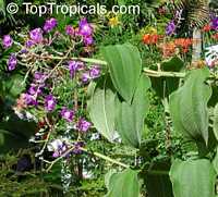 Tibouchina heteromalla, Silverleafed Princess Flower, Glory bush

Click to see full-size image