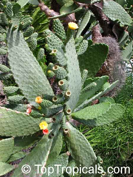 Consolea rubescens, Opuntia rubescens, Road Kill Cactus