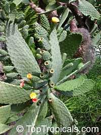 Consolea rubescens, Opuntia rubescens, Road Kill Cactus

Click to see full-size image