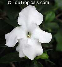 Brunfelsia lactea, Lady of the night

Click to see full-size image