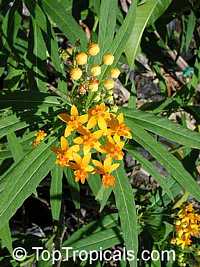 Asclepias tuberosa, Milkweed, Flame Weed, Butterfly Weed, Gay Butterflies, Pleurisy Root

Click to see full-size image