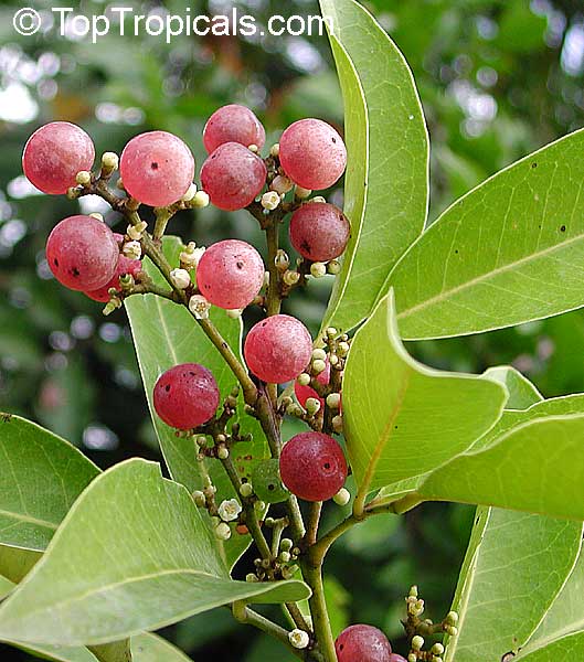 Glycosmis pentaphylla, Limonia pentaphylla, Ash sheora, Orangeberry, Rum Berry, Gin Berry