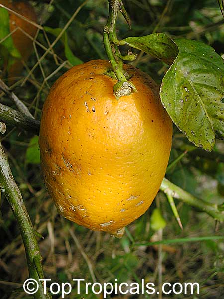 Citrus medica, Citron